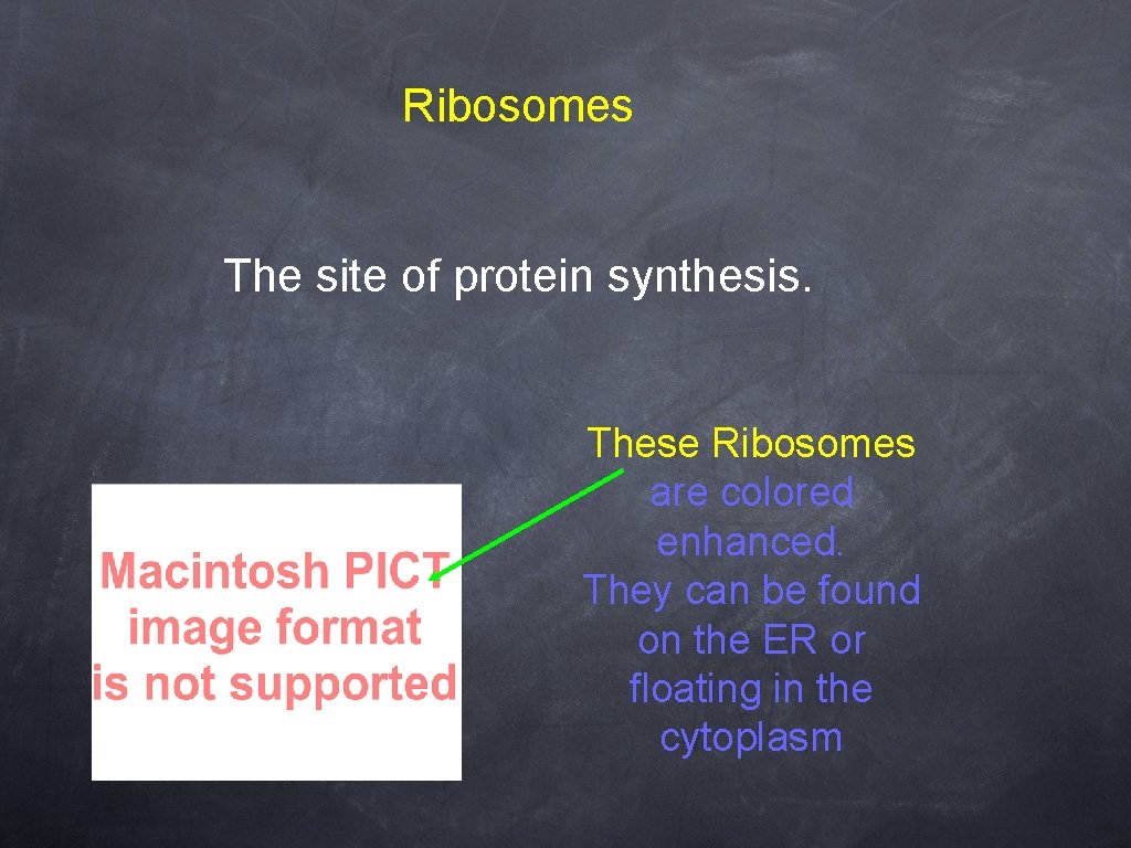 Ribosomes The site of protein synthesis. These Ribosomes are colored enhanced. They can be