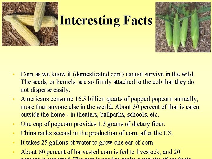 Interesting Facts • • • Corn as we know it (domesticated corn) cannot survive