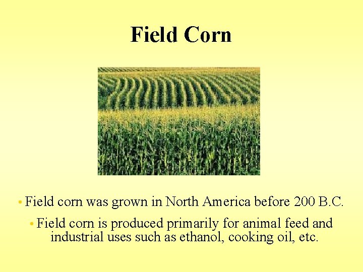 Field Corn • Field corn was grown in North America before 200 B. C. Field Corn • Field corn was grown in North America before 200 B. C.