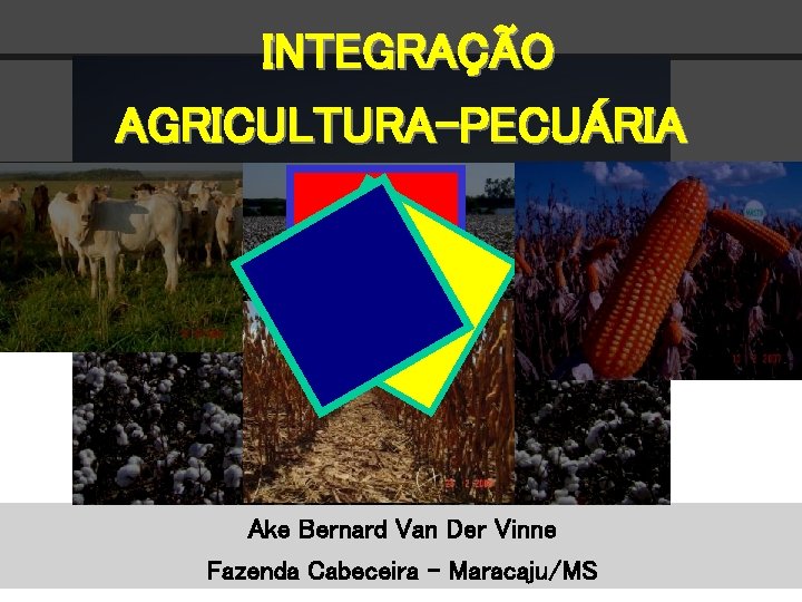 INTEGRAÇÃO AGRICULTURA-PECUÁRIA Ake Bernard Van Der Vinne Fazenda Cabeceira - Maracaju/MS 