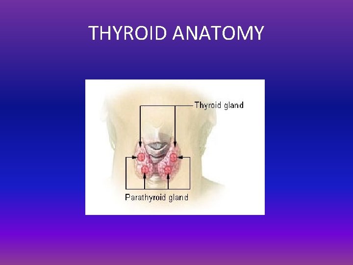 THYROID ANATOMY 