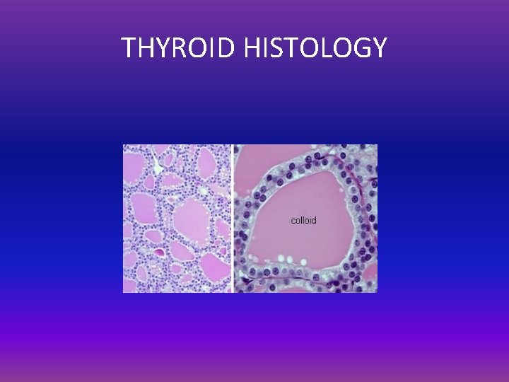 THYROID HISTOLOGY 