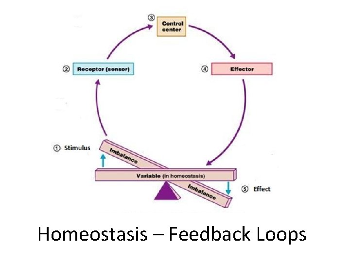 Homeostasis – Feedback Loops 