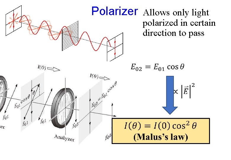 Polarizer Allows only light polarized in certain direction to pass 