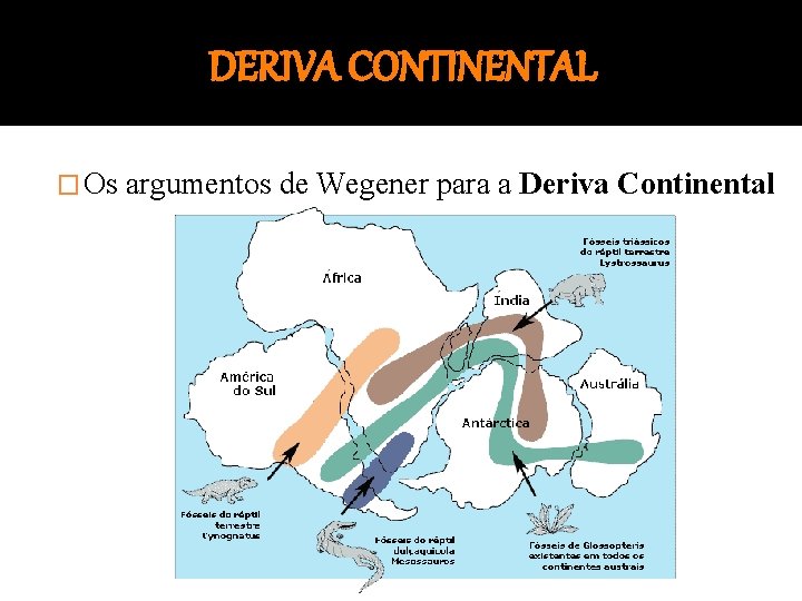 DERIVA CONTINENTAL � Os argumentos de Wegener para a Deriva Continental 