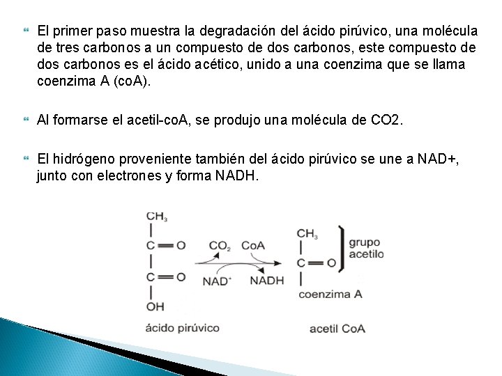  El primer paso muestra la degradación del ácido pirúvico, una molécula de tres