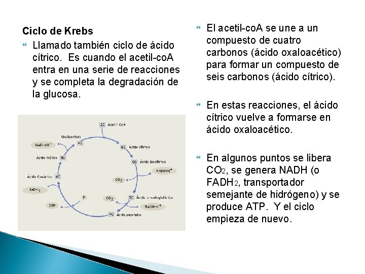 Ciclo de Krebs Llamado también ciclo de ácido cítrico. Es cuando el acetil-co. A Ciclo de Krebs Llamado también ciclo de ácido cítrico. Es cuando el acetil-co. A