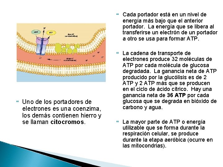 Uno de los portadores de electrones es una coenzima, los demás contienen hierro Uno de los portadores de electrones es una coenzima, los demás contienen hierro