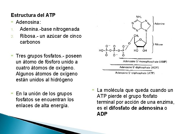 Estructura del ATP Adenosina: 1. Adenina. -base nitrogenada 2. Ribosa. - un azúcar de Estructura del ATP Adenosina: 1. Adenina. -base nitrogenada 2. Ribosa. - un azúcar de