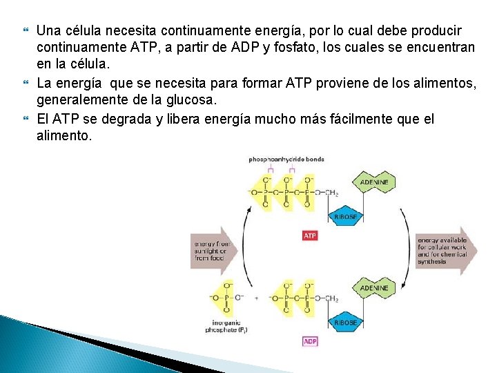  Una célula necesita continuamente energía, por lo cual debe producir continuamente ATP, a