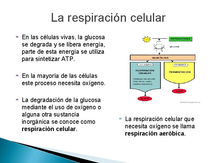 La respiración celular En las células vivas, la glucosa se degrada y se libera