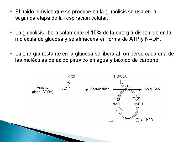  El ácido pirúvico que se produce en la glucólisis se usa en la