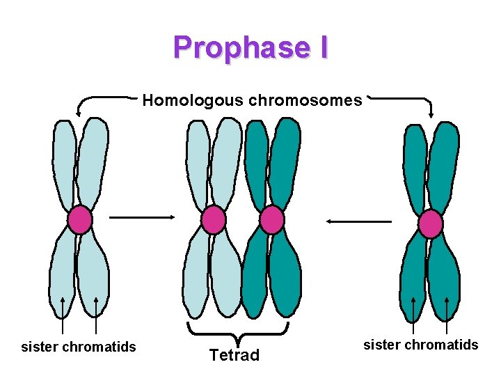 Prophase I Homologous chromosomes sister chromatids Tetrad sister chromatids 