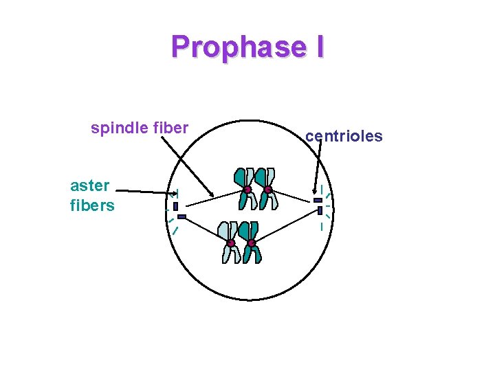 Prophase I spindle fiber aster fibers centrioles 