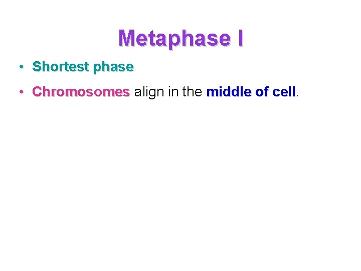 Metaphase I • Shortest phase • Chromosomes align in the middle of cell 