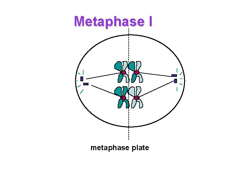 Metaphase I metaphase plate 