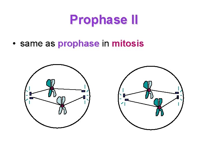 Prophase II • same as prophase in mitosis 