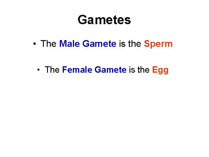 Gametes • The Male Gamete is the Sperm • The Female Gamete is the