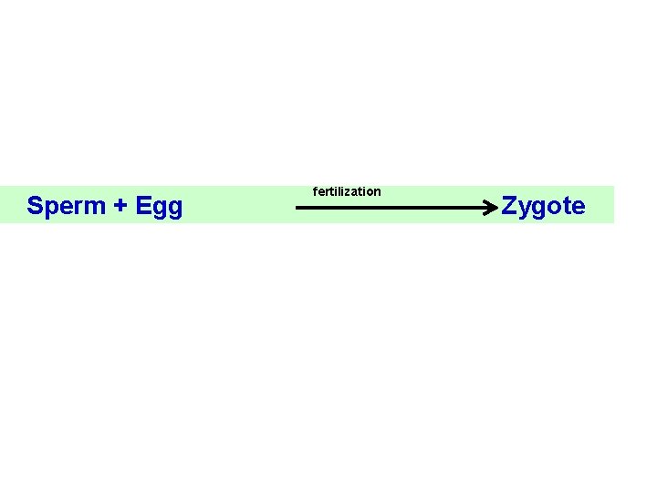 Sperm + Egg fertilization Zygote 