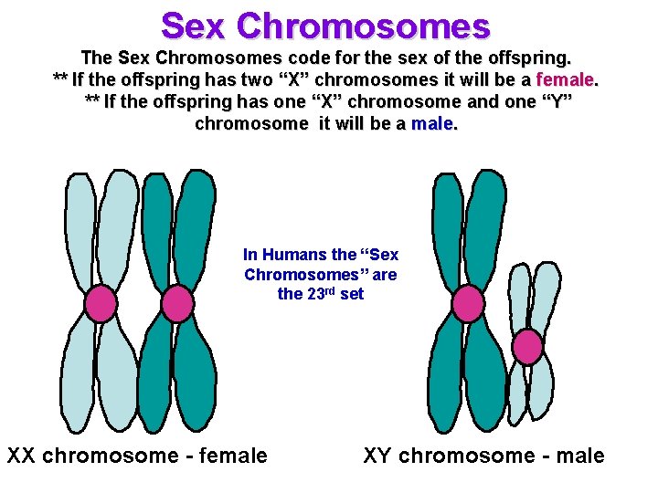 Sex Chromosomes The Sex Chromosomes code for the sex of the offspring. ** If