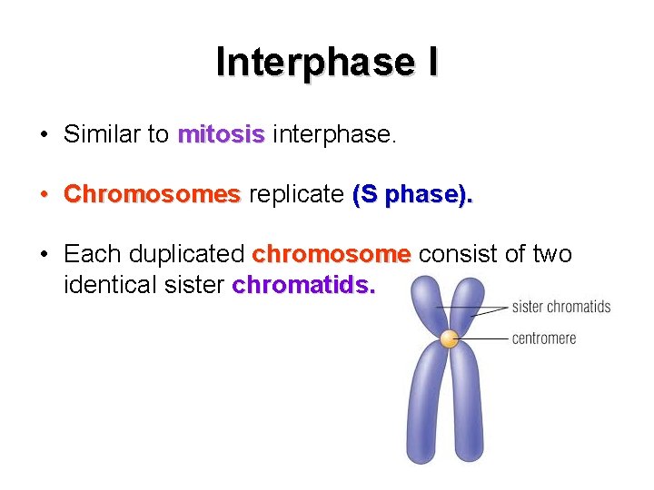 Interphase I • Similar to mitosis interphase. • Chromosomes replicate (S phase). • Each