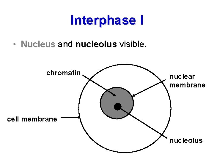 Interphase I • Nucleus and nucleolus visible. chromatin nuclear membrane cell membrane nucleolus 
