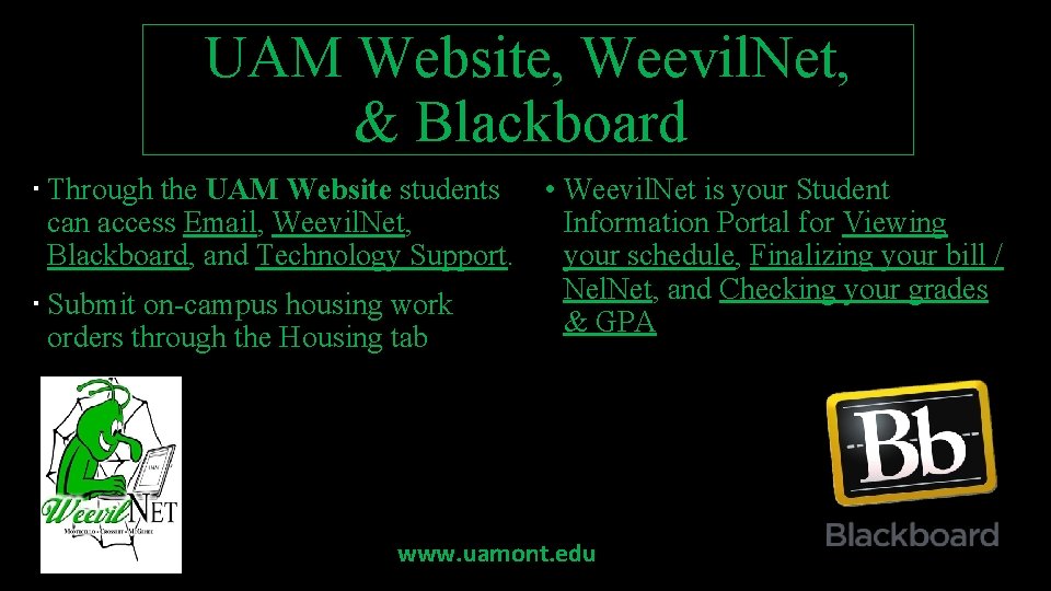 UAM Website, Weevil. Net, & Blackboard Through the UAM Website students • Weevil. Net UAM Website, Weevil. Net, & Blackboard Through the UAM Website students • Weevil. Net