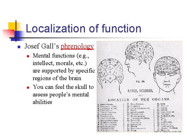Localization of function n Josef Gall’s phrenology n n Mental functions (e. g. ,
