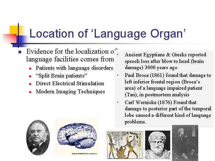 Location of ‘Language Organ’ n Evidence for the localization of • language facilities comes