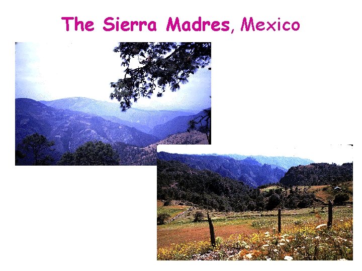 The Sierra Madres, Mexico 