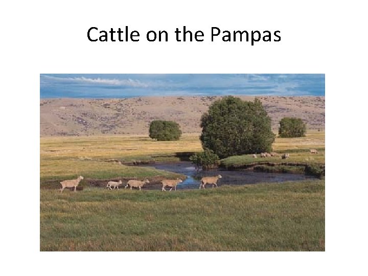 Cattle on the Pampas 
