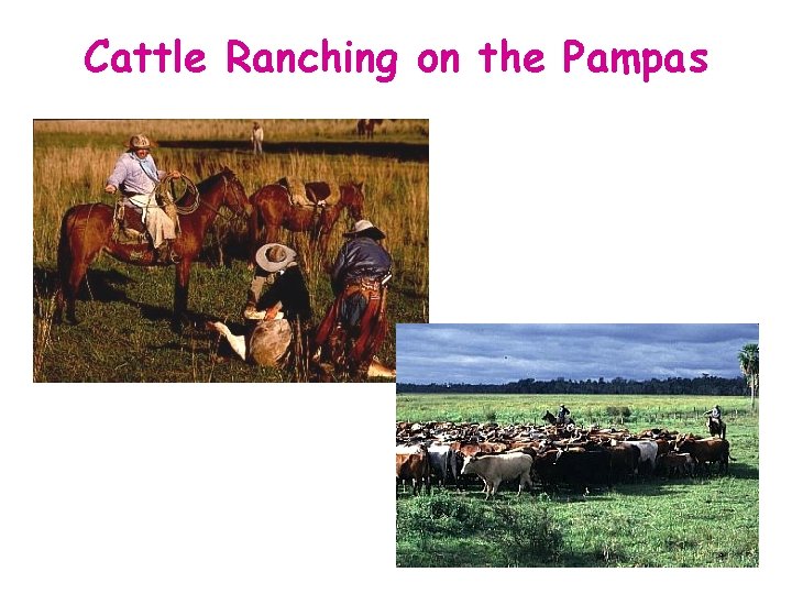 Cattle Ranching on the Pampas 