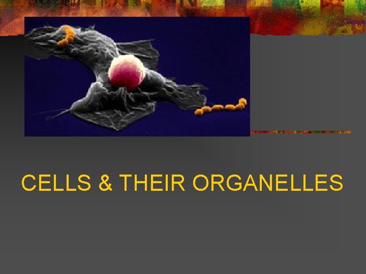 CELLS & THEIR ORGANELLES 