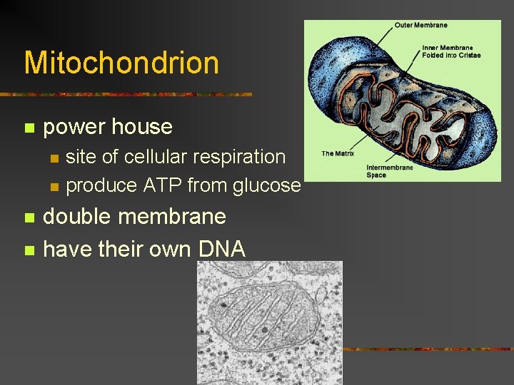 Mitochondrion n power house n n site of cellular respiration produce ATP from glucose