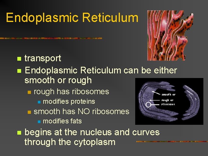 Endoplasmic Reticulum n n transport Endoplasmic Reticulum can be either smooth or rough n