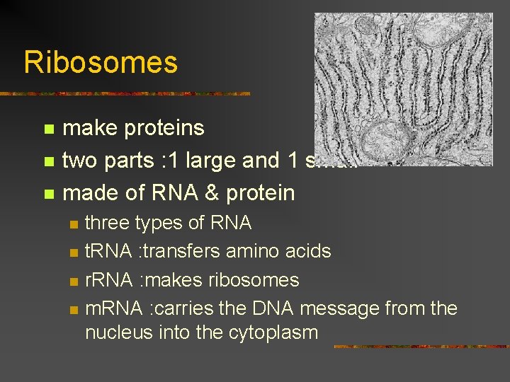 Ribosomes n n n make proteins two parts : 1 large and 1 small