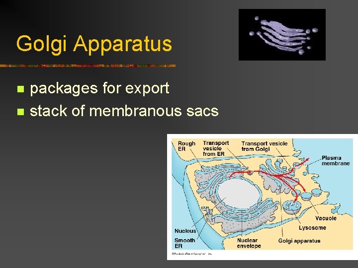 Golgi Apparatus n n packages for export stack of membranous sacs 