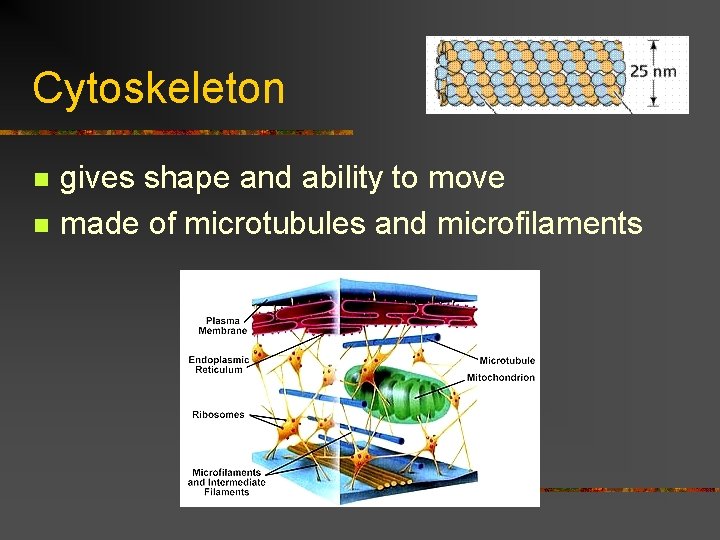 Cytoskeleton n n gives shape and ability to move made of microtubules and microfilaments