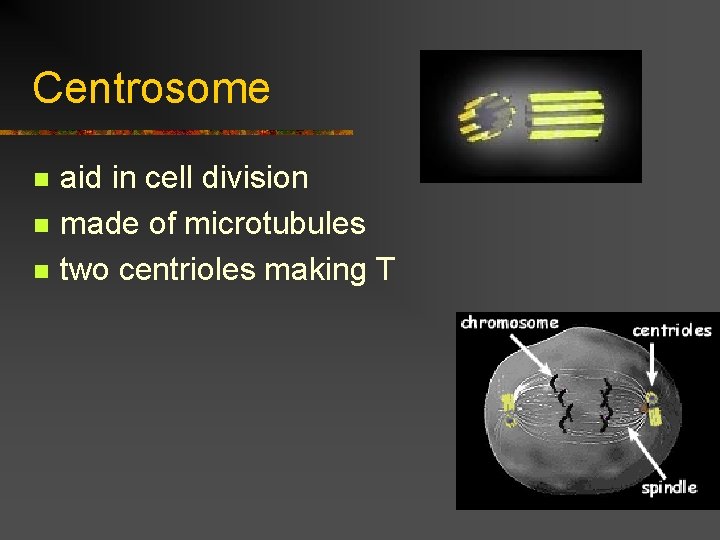 Centrosome n n n aid in cell division made of microtubules two centrioles making