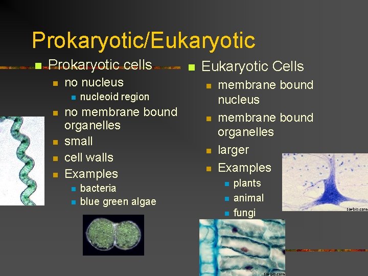 Prokaryotic/Eukaryotic n Prokaryotic cells n no nucleus n n n Eukaryotic Cells n nucleoid