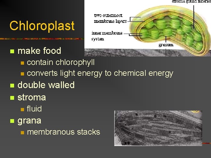 Chloroplast n make food n n double walled stroma n n contain chlorophyll converts