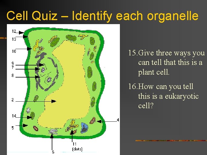 Cell Quiz – Identify each organelle 15. Give three ways you can tell that