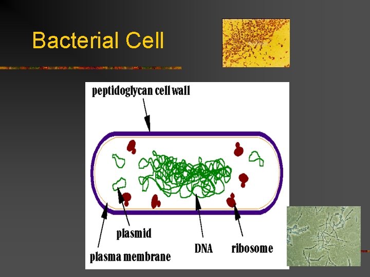 Bacterial Cell 