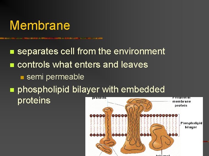 Membrane n n separates cell from the environment controls what enters and leaves n