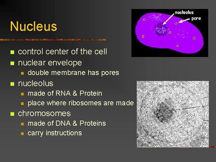 Nucleus n n control center of the cell nuclear envelope n n nucleolus n