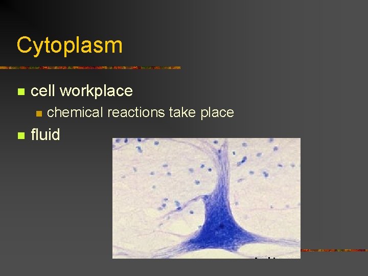 Cytoplasm n cell workplace n n chemical reactions take place fluid 