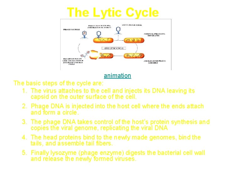 The Lytic Cycle animation The basic steps of the cycle are: 1. The virus