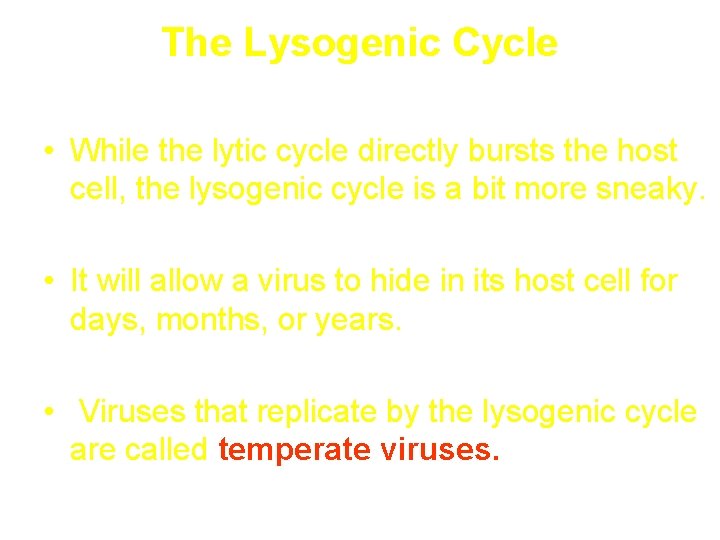 The Lysogenic Cycle • While the lytic cycle directly bursts the host cell, the