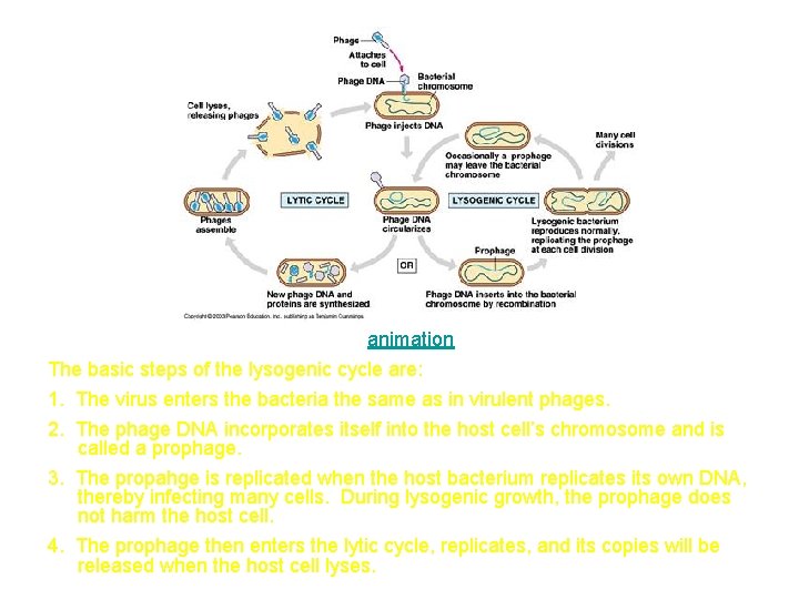 animation The basic steps of the lysogenic cycle are: 1. The virus enters the
