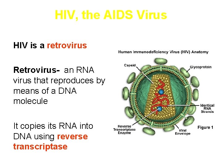 HIV, the AIDS Virus HIV is a retrovirus Retrovirus- an RNA virus that reproduces